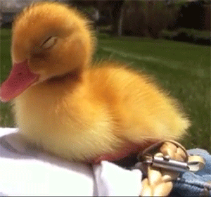 92fdc623149fbbb11365476e50fef259.gif