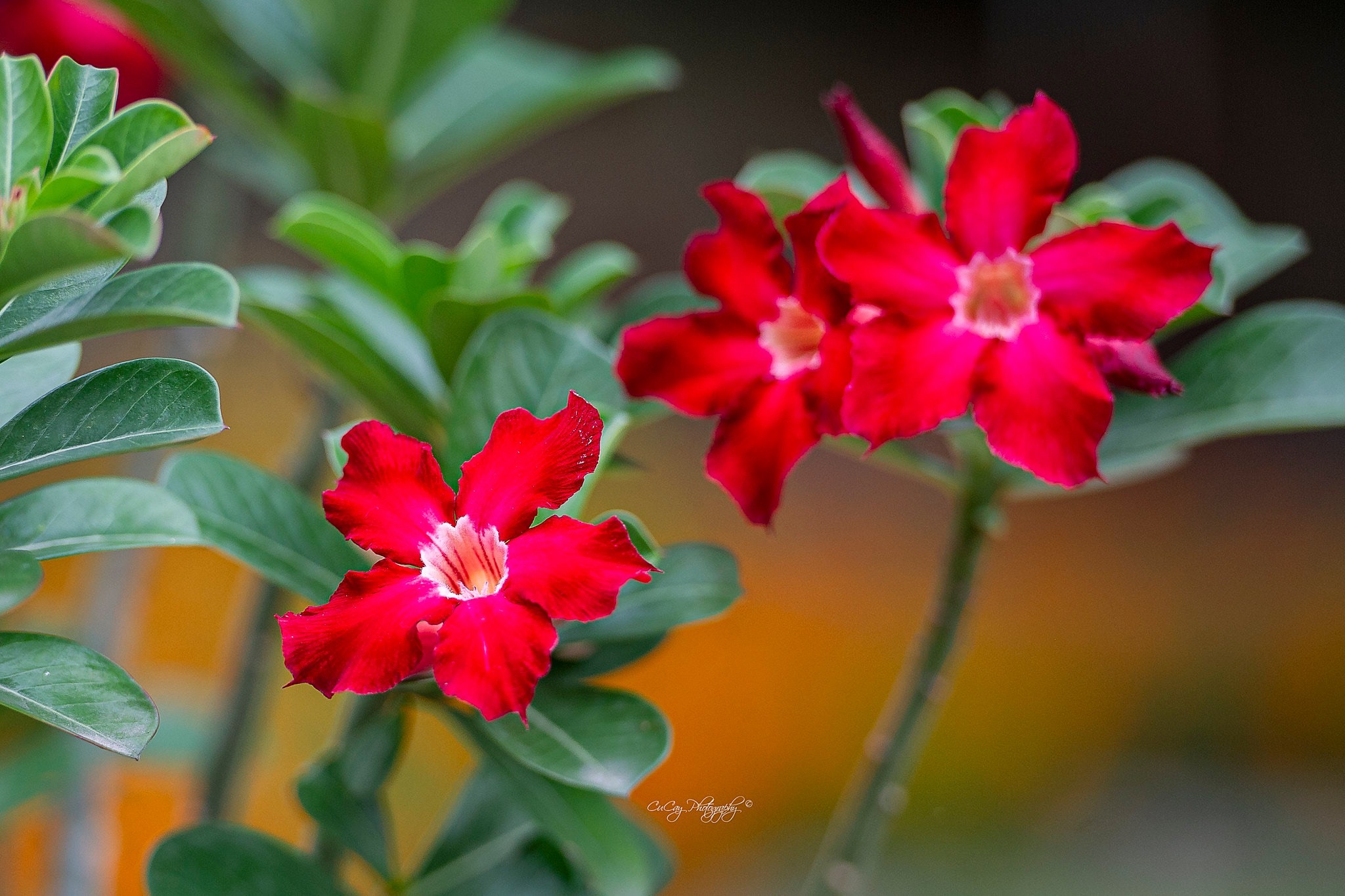 93614CCE-2DAE-4135-A86A-3614E294B8B7.jpeg