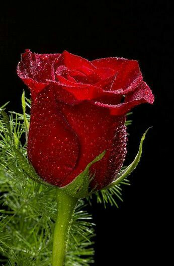 93f6abefa3fcbf36b4721e3bcf1a471c.jpg