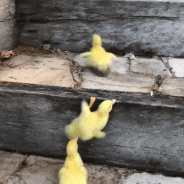 9614d5aa95f46bf65550d341eb1f9a9b.gif