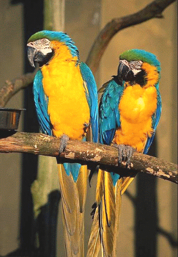 __fwdDer.com__-141808075-image015[1].gif