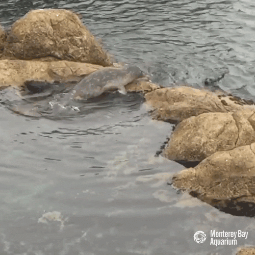 a305747a51ec7d991d38409cd10ce878.gif
