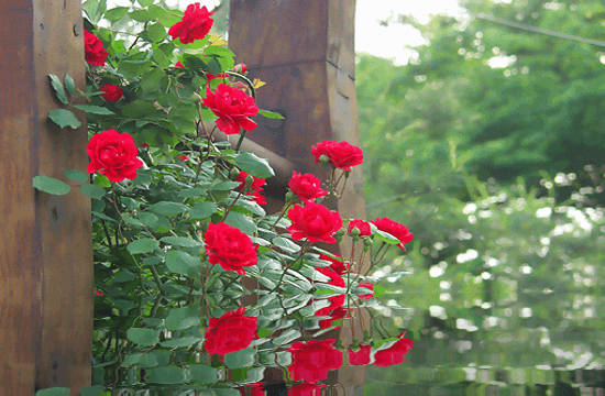 a6242e6ef5e124bda547abaa9be46b2f[1].gif