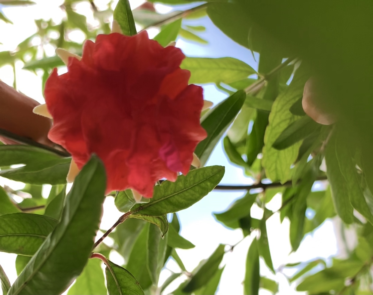 AEA7C144-CFBB-4C94-8171-2A0BE251ACB6.jpeg