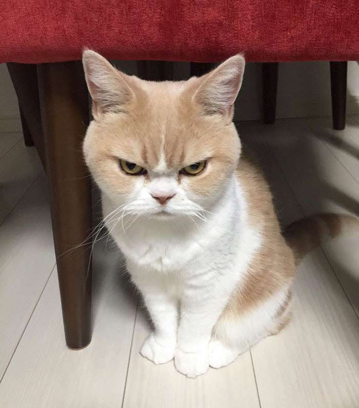 angry-5.jpg
