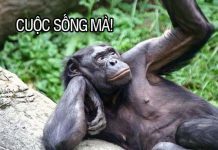 anh-che-cuoc-song-ma-02-218x150.jpg