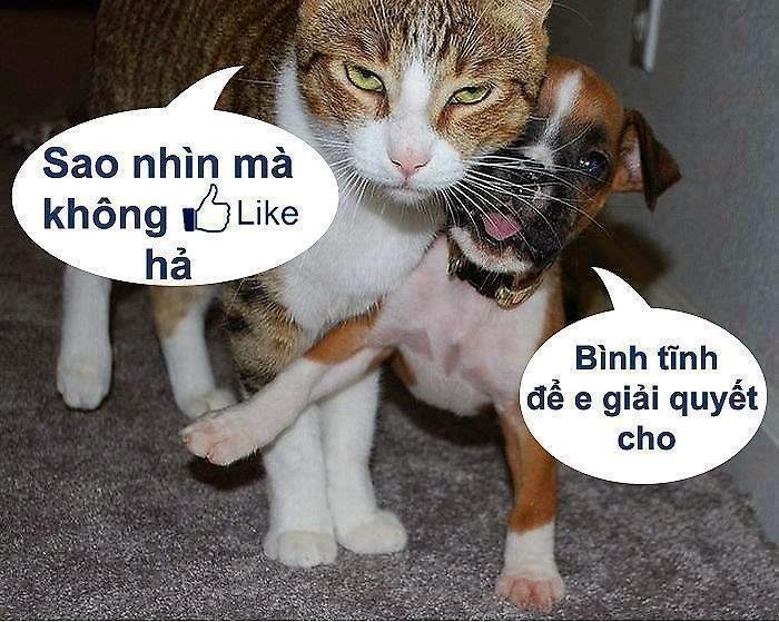 anh-che-dong-vat.jpg