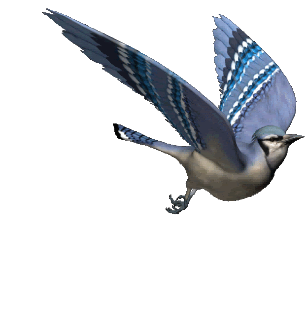 Anh-dong-gif-chim-dep-Ohaylam.com-(39).gif