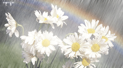 anhdepblogcom-rain1[1].gif