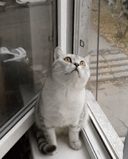 anigif.gif