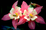 animated-bee-image-0005.gif