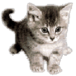 animated-cat-image-0216.gif