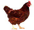 animated-chicken-rooster-gif-7.gif