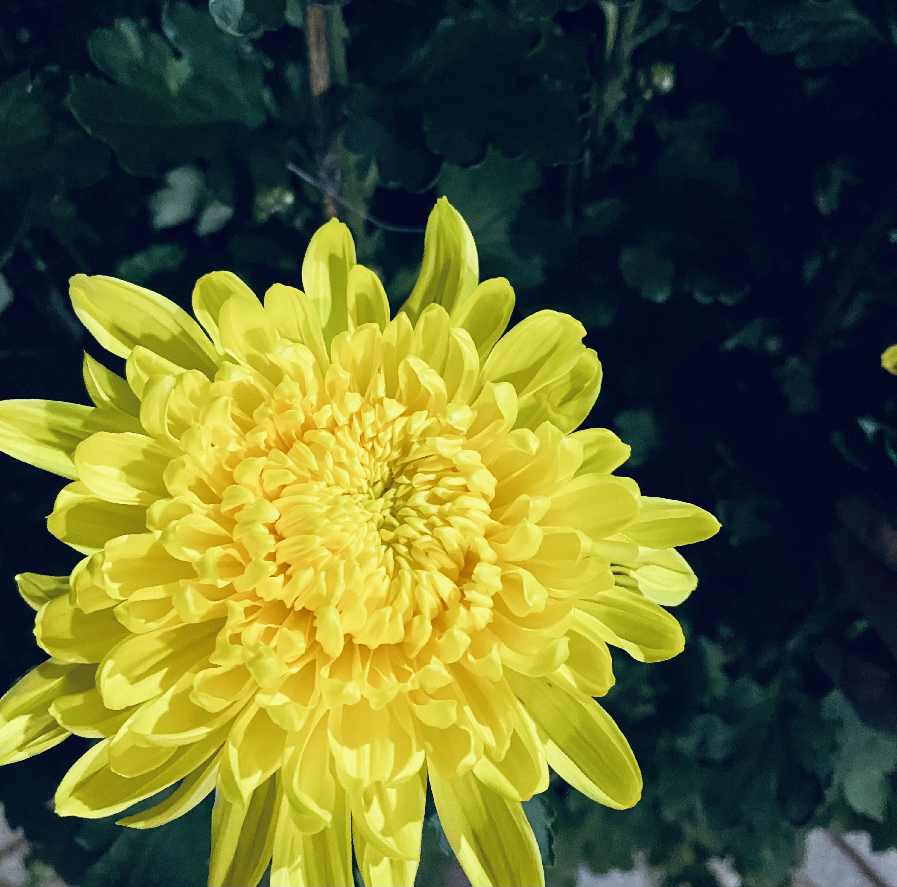 B99DBD68-ABCB-4519-A90A-2565B2A06702.jpeg