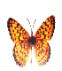 babochkia-451.gif