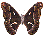 babochkia-487.gif