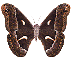babochkia-498.gif