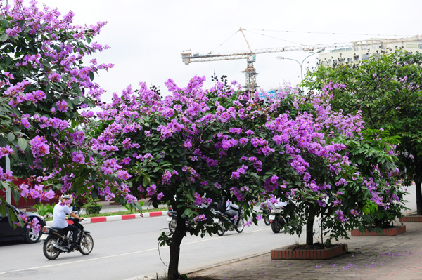 Bang%20lang%20tim%20rop%20duong%20Ha%20Noi[1].jpg