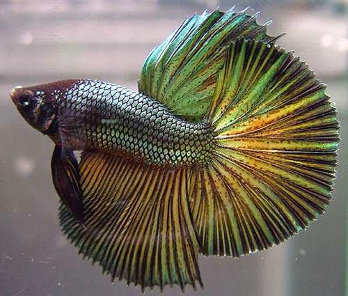BETTA%2BGREY%2BHALFMOON[1].jpg