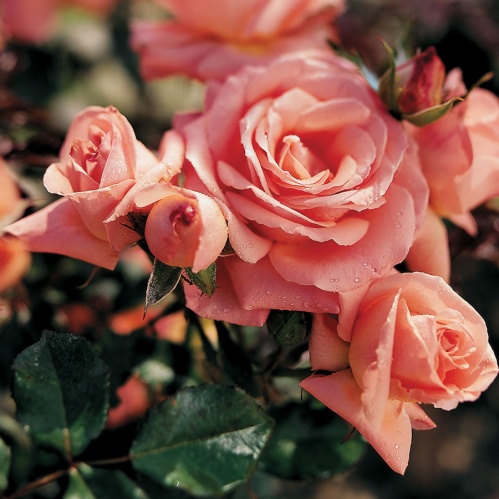 bill-warriner-rose[1].jpg