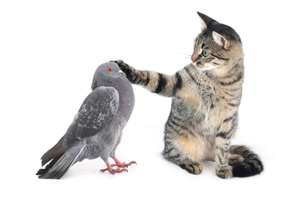 bird-day-cats-peg.jpg