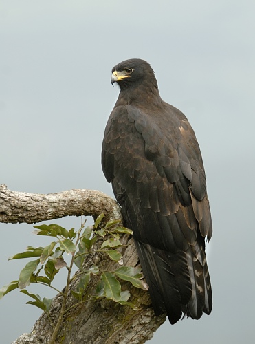 Black_eagle.jpg
