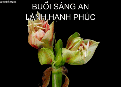 blossoming-white-flowers.gif