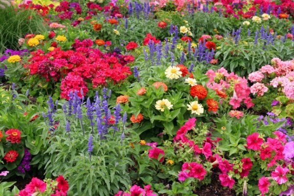 blumen-herbstgarten-trichterblume-%C3%BCppig[1].jpg