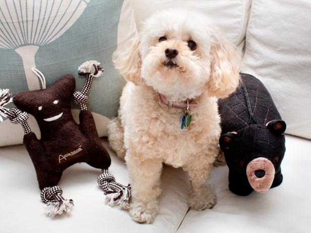 BPF_original_pet-friendly-spaces_fabric-pet-toys_4x3.jpg.rend.hgtvcom.616.462[1].jpeg