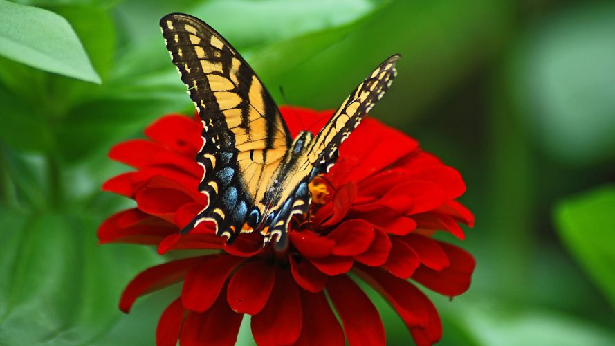 Butterfly_red_flower_uhd.jpg