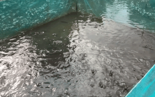 caca-1482230558237-32-25-270-406-crop-1482230580777.gif