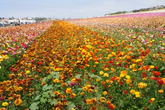 carlsbadca[1].jpg