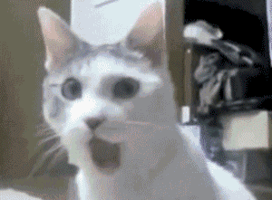 Cat-Gif-cats-29039493-300-221 (1).gif
