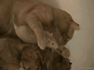 Cat-Rat-Gif-cats-26334732-320-240.gif