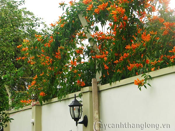 cay-hoa-dang-tieu[1].jpg
