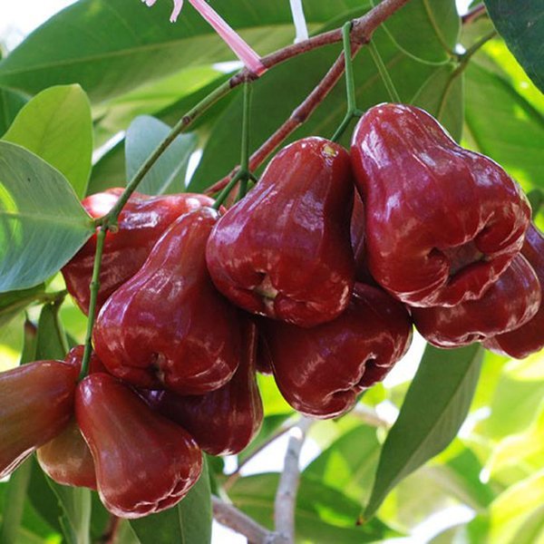 cay-man-an-phuoc.jpg
