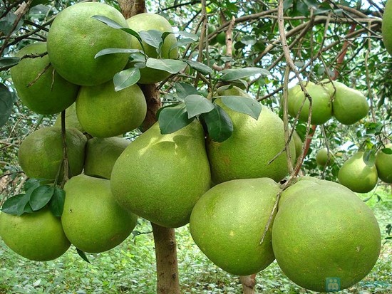cay-trai-mien-tay[1].jpg