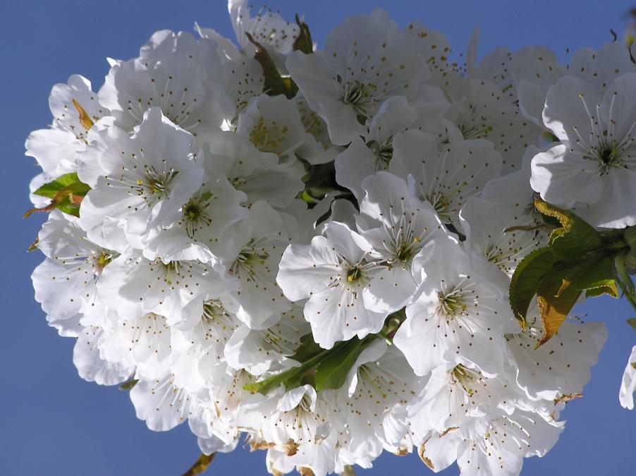 cerezo en flor 2011 109.JPG