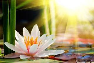 chakra_workshop_lotus[1].jpg