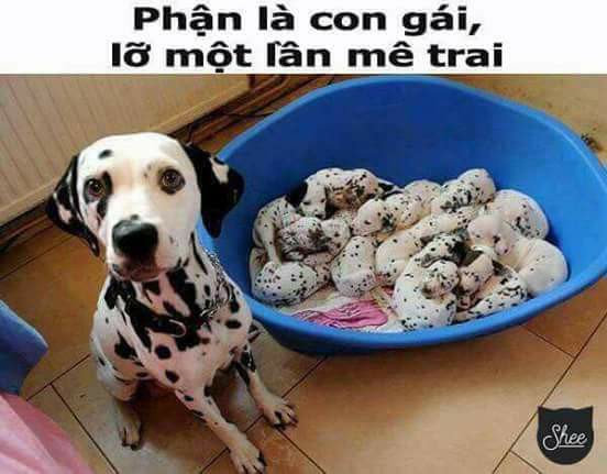 cho me trai.jpg