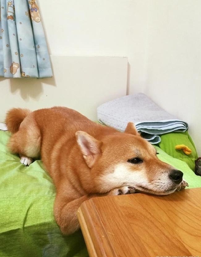 cho-shiba-ngu-gat-03.jpg