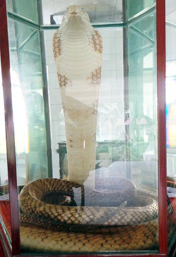 con-ho-mang-chua-vo-dich-o-trai-ran-lon-nhat-viet-nam.jpg