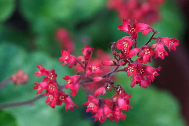 coral_bells[1].jpg
