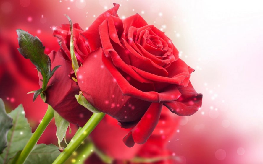 D2FD7876-2581-43D1-A648-36C4C33601DE.jpeg