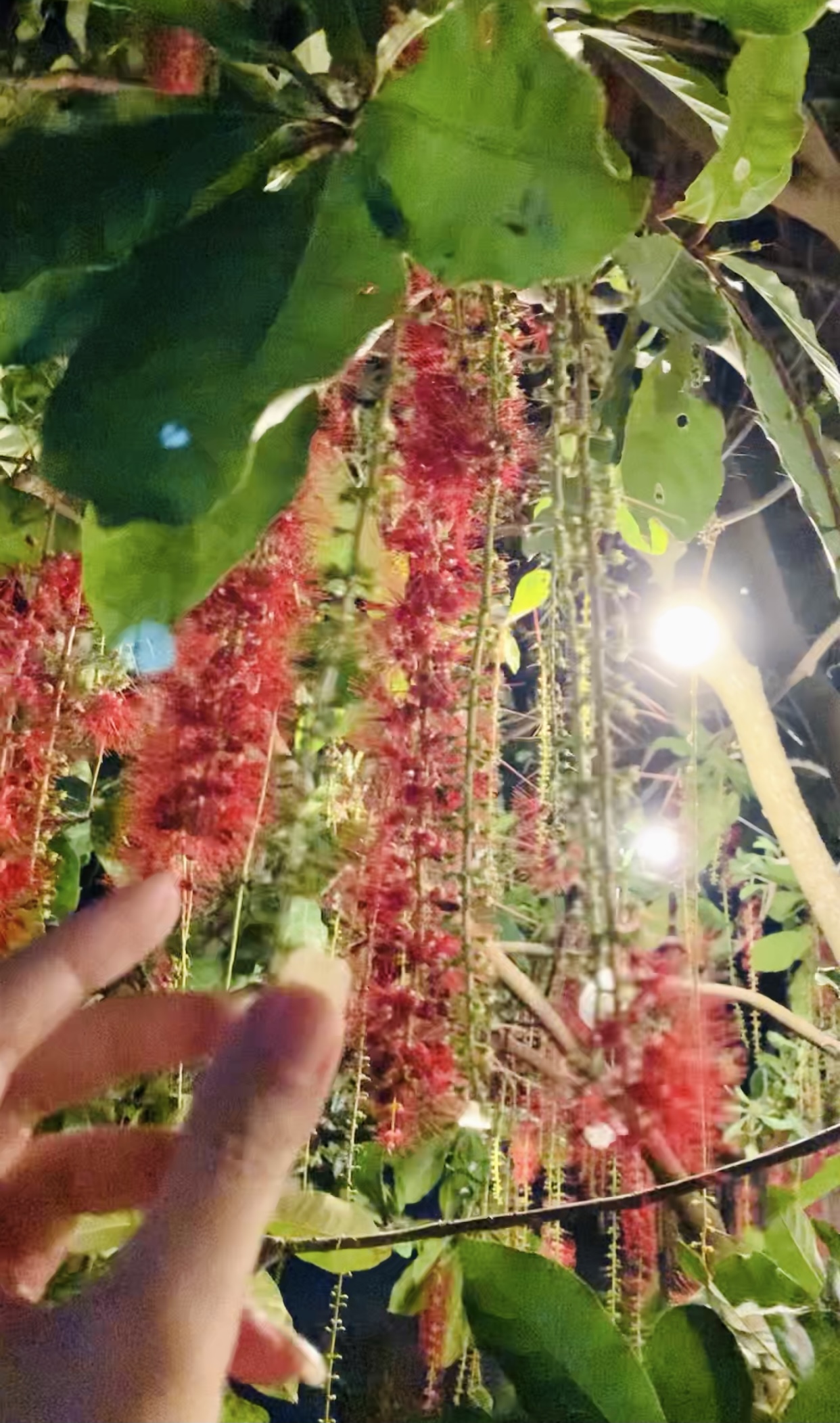 D385646D-631C-4320-8C90-FFC97F177D62.jpeg