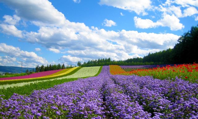 Dalat4[1].jpg