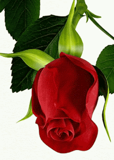 dbfa2c783b98cd84ee6dfea59effa35b.gif