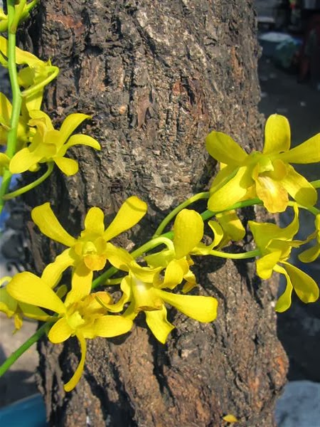 Den.+Yellow+HF+%25282%2529[1].JPG