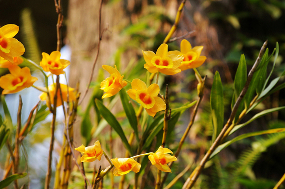 dendrobium-aurantiacum[1].jpg