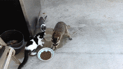 diendanbaclieu-119446-32-buc-anh-dong-hai-huoc-nhat-nam-2013-28.gif